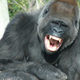 Illustration for article titled Grinning gorillas could help explain the origins of human laughter
